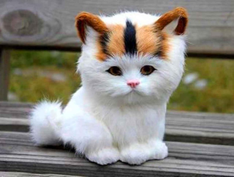 Самые милые котики