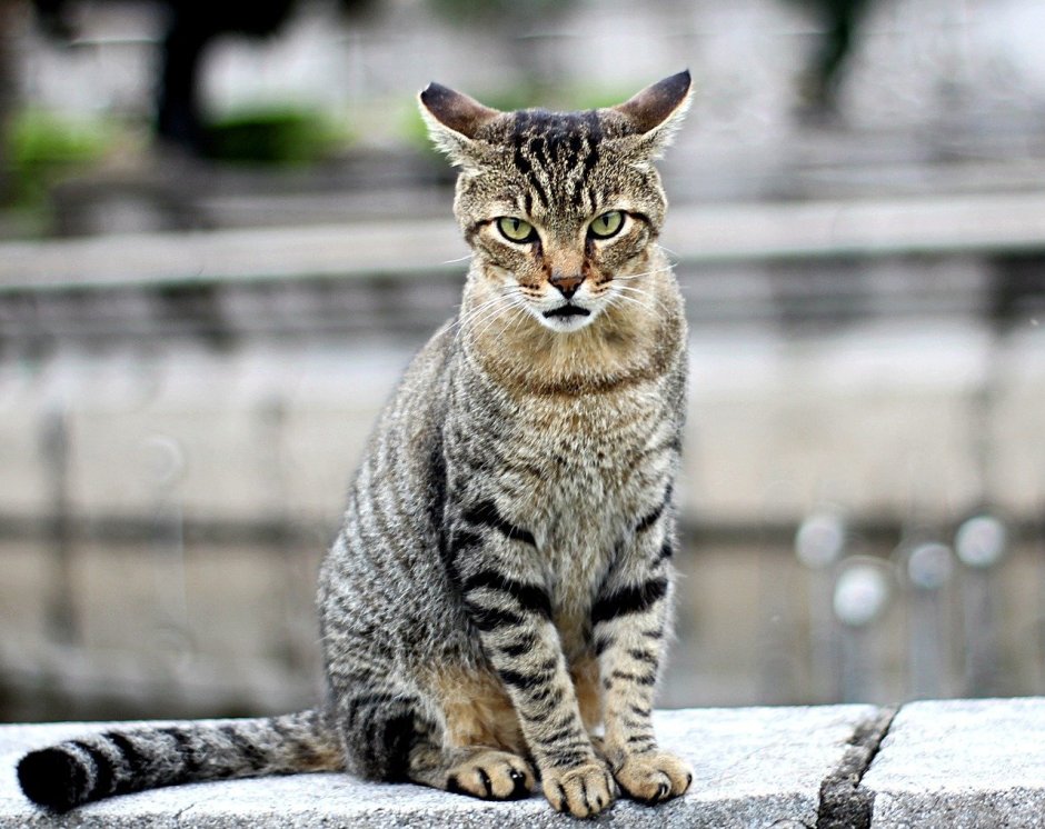 Лихуа порода кошек