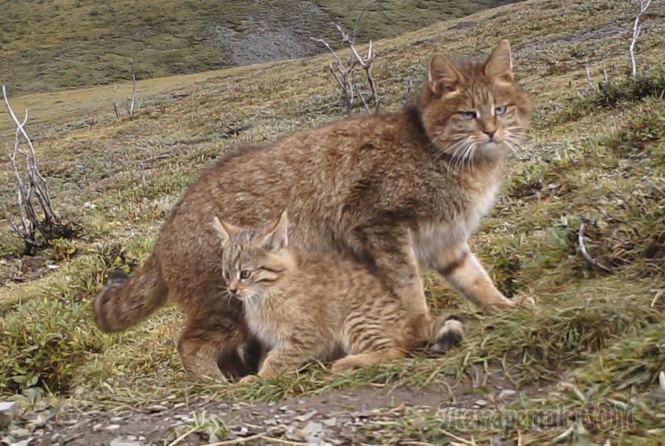 Китайская кошка Гобийская серая кошка