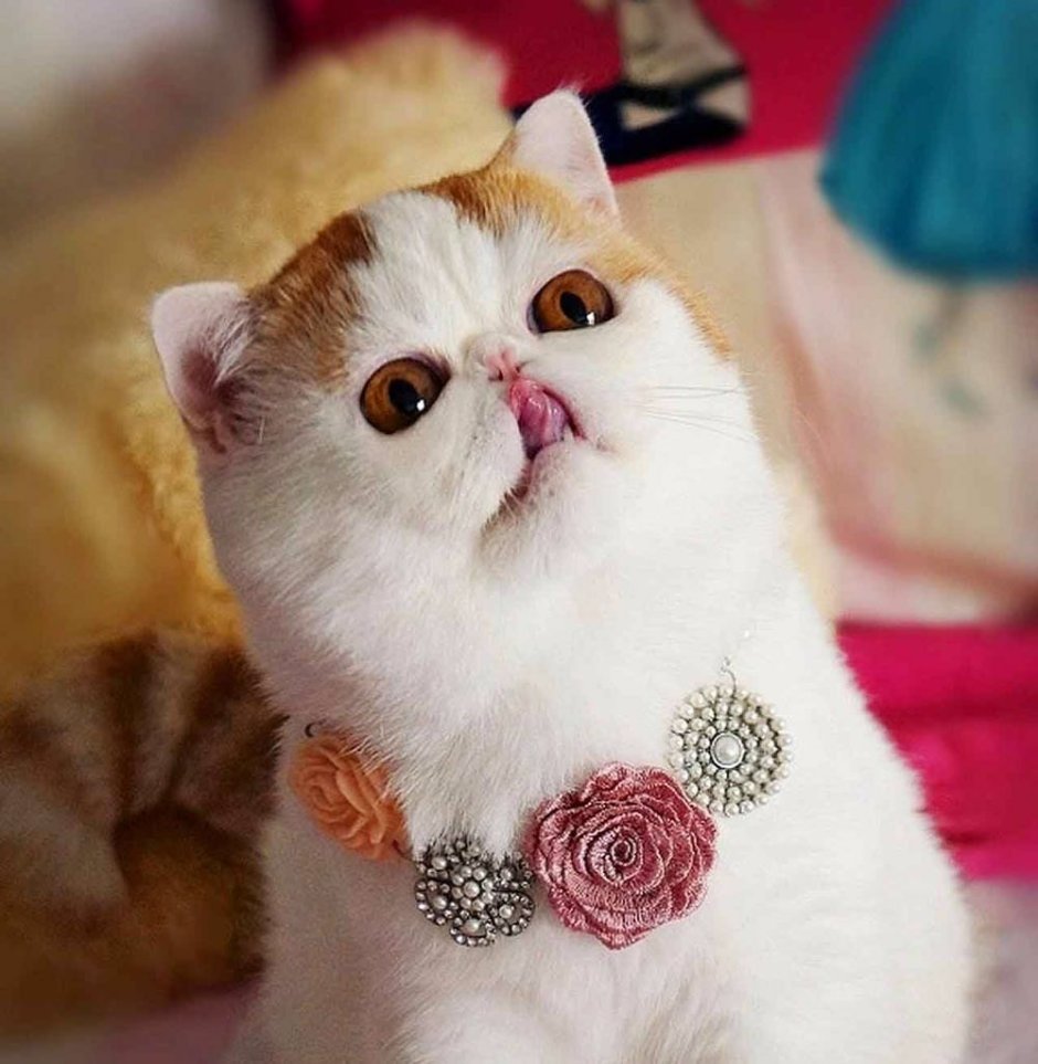 Японский кот Снупи