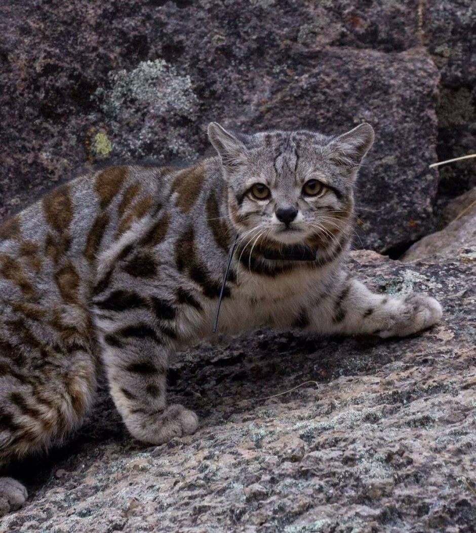 Андская кошка leopardus Jacobitus