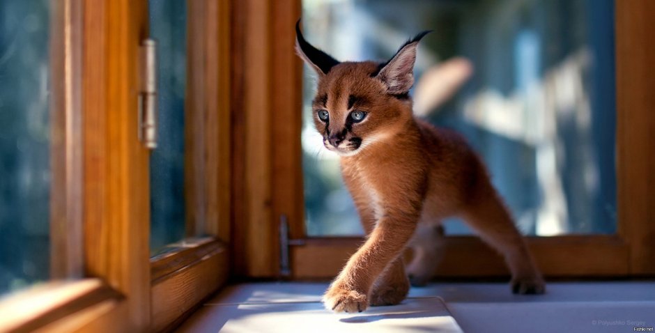 Каракал котенок