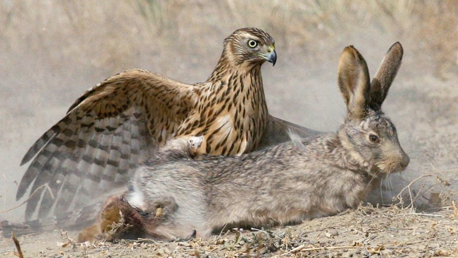Марки Birds Кыргызстан