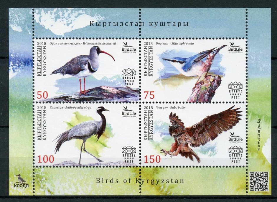 Kyrgyzstan Буркут