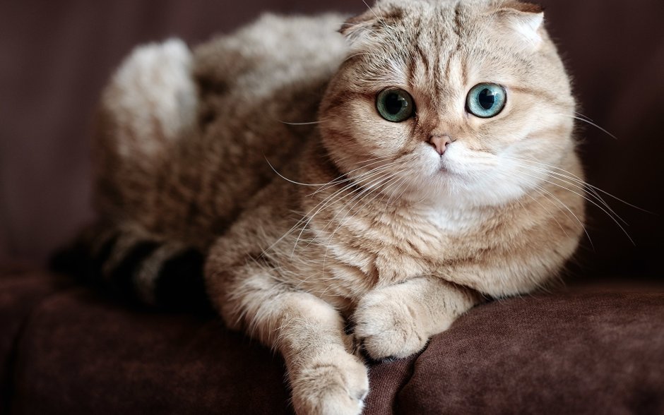 Шотландские вислоухие коты