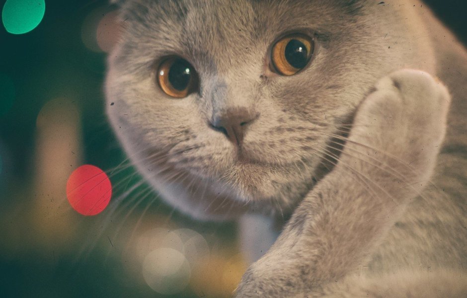 Котики обормотики