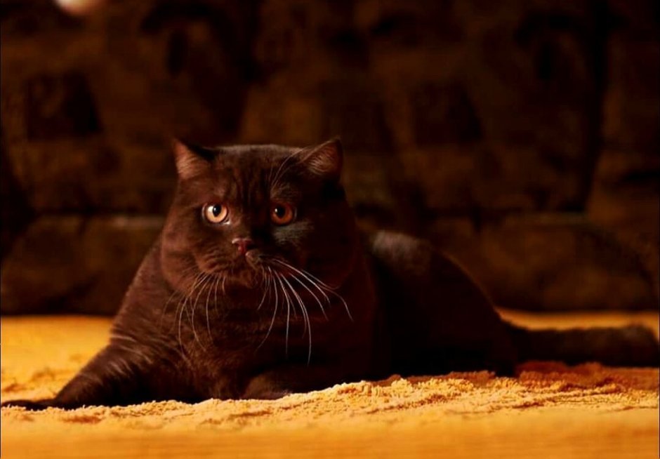 Милые вислоухие кошки