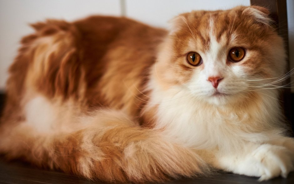 Шотландский скоттиш фолд рыжий
