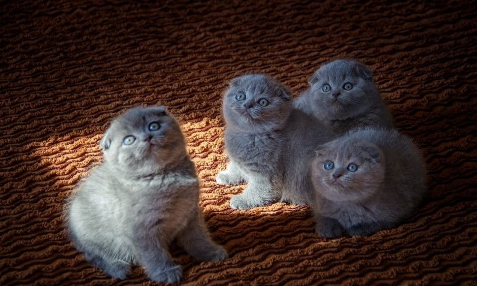 Кольцехвостый скоттиш фолд