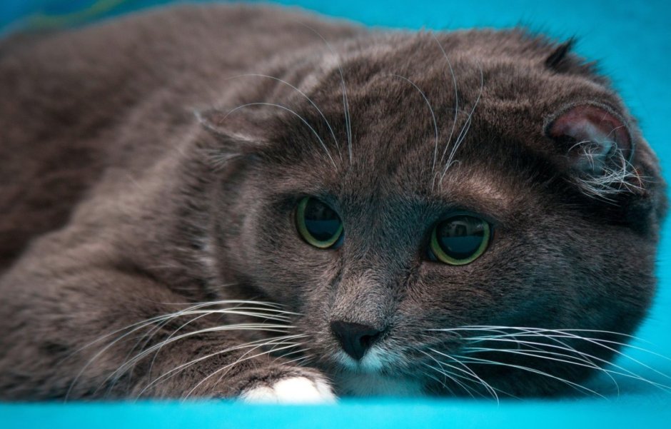 Шотландская вислоухая кошка