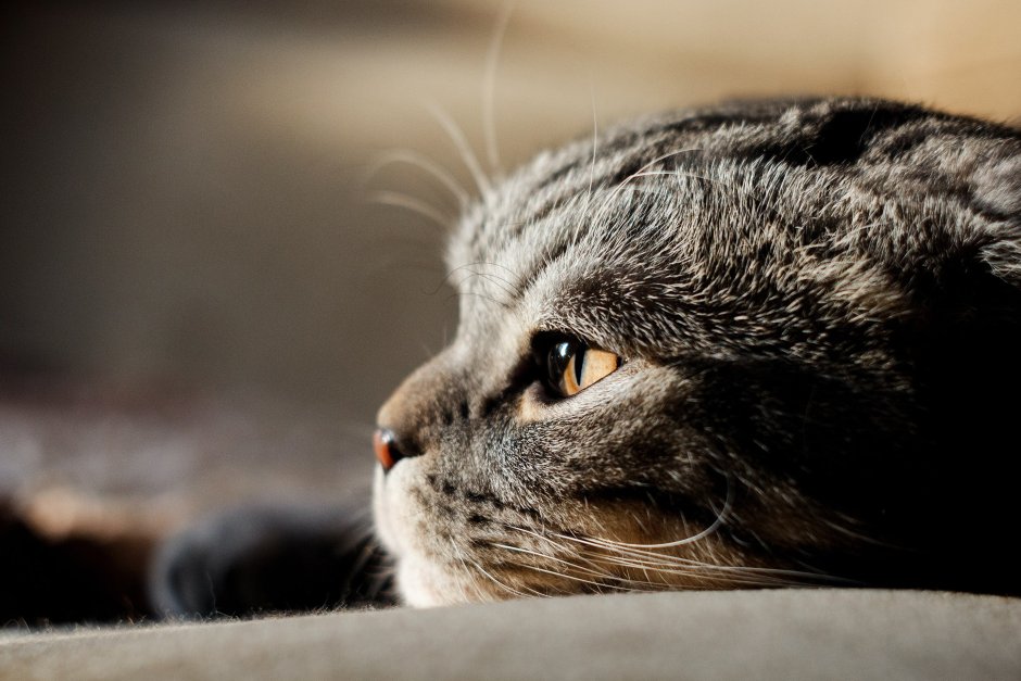 Котики Шотландские вислоухие