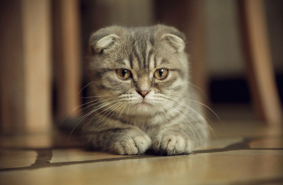 Шотландская кошка скоттиш фолд