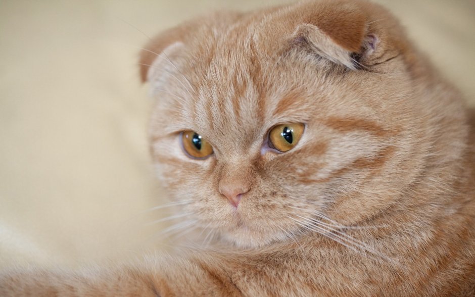 Шотландский скоттиш фолд рыжий