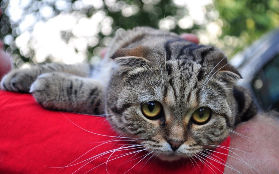 Шотландская вислоухая кошка