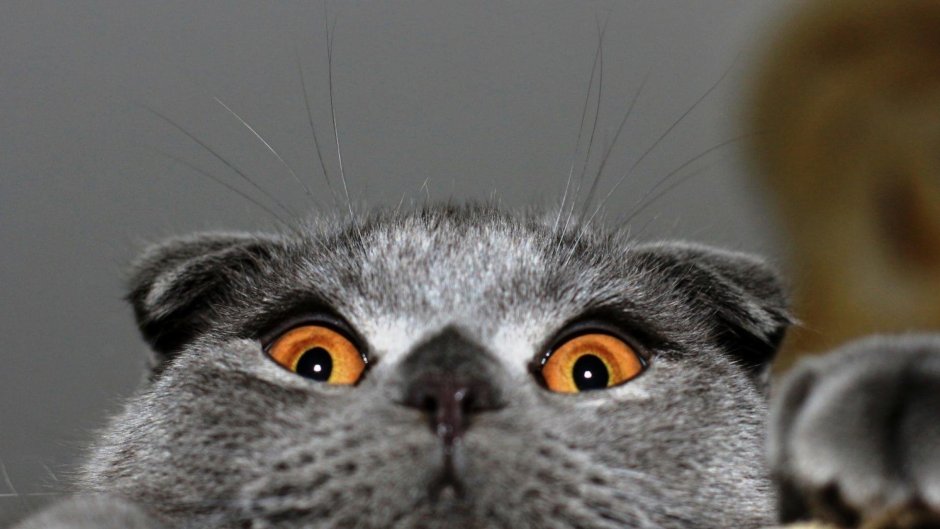 Шотландская вислоухая кошка котенок