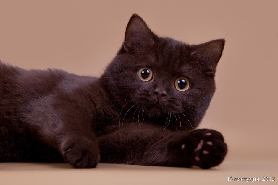 Шотландский скоттиш циннамон