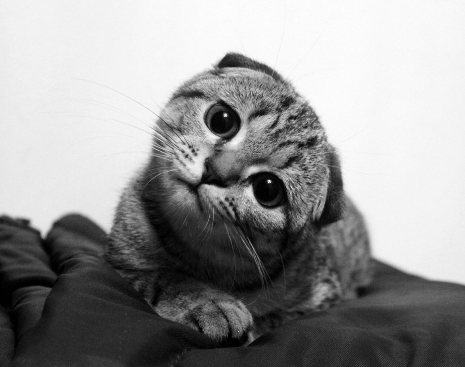 Портрет шотландской вислоухой кошки