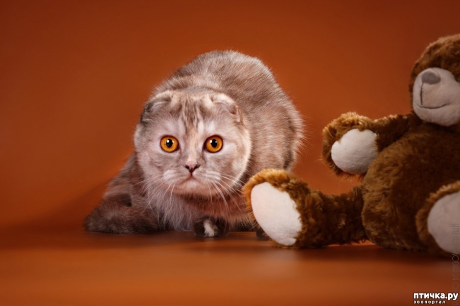 Кот британец вислоухий серый