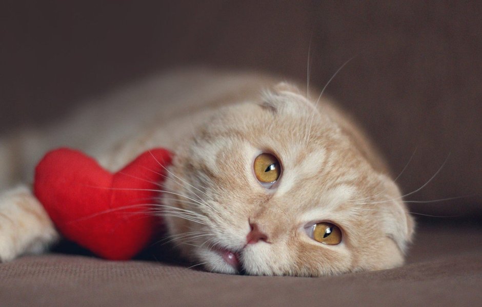 Шоколадный британец котенок вислоухий