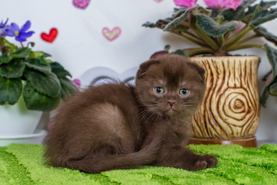Скоттиш фолд котята