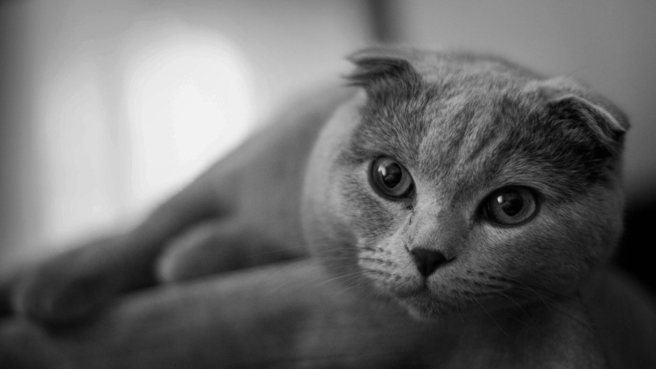 Циннамон кот