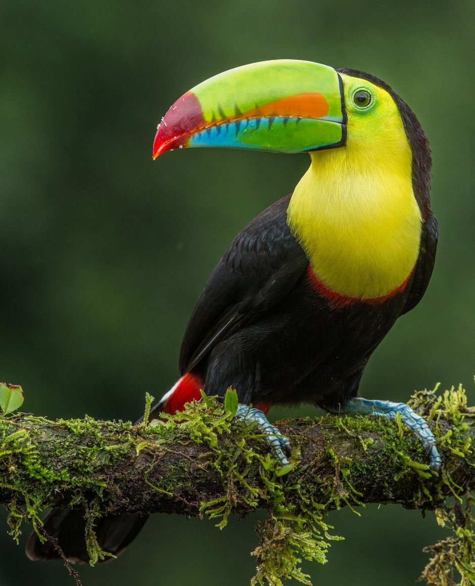 Big Tucan Bird head