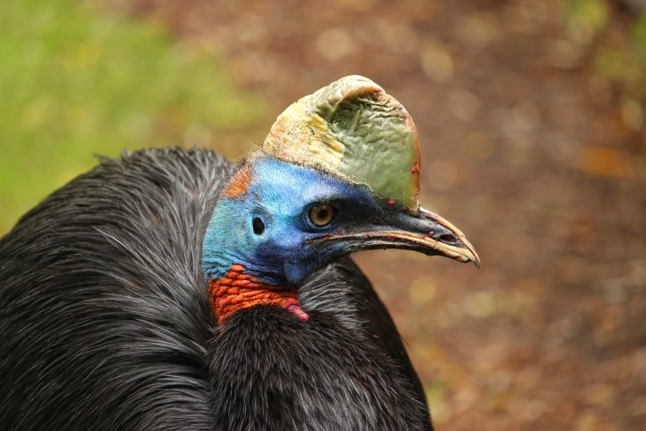 Шлемоносный казуар (casuarius casuarius);