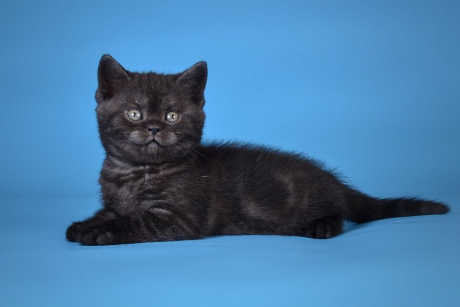 Шотландский скоттиш страйт черный