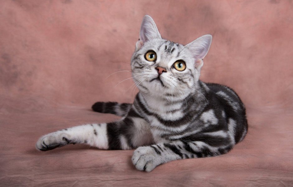 Шотландская прямоухая короткошерстная