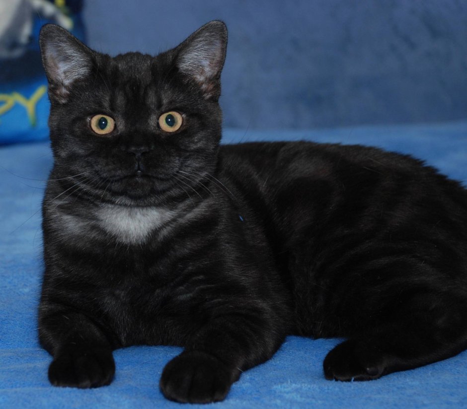 Шотландский скоттиш страйт черный