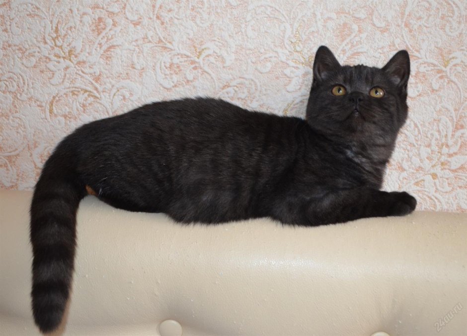 Шотландский скоттиш страйт черный