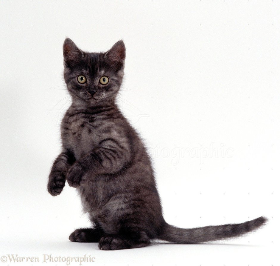 Британская короткошёрстная кошка черный дым