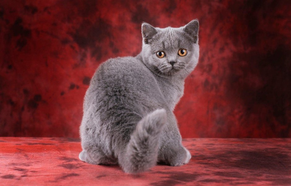 Британская короткошёрстная кошка красная