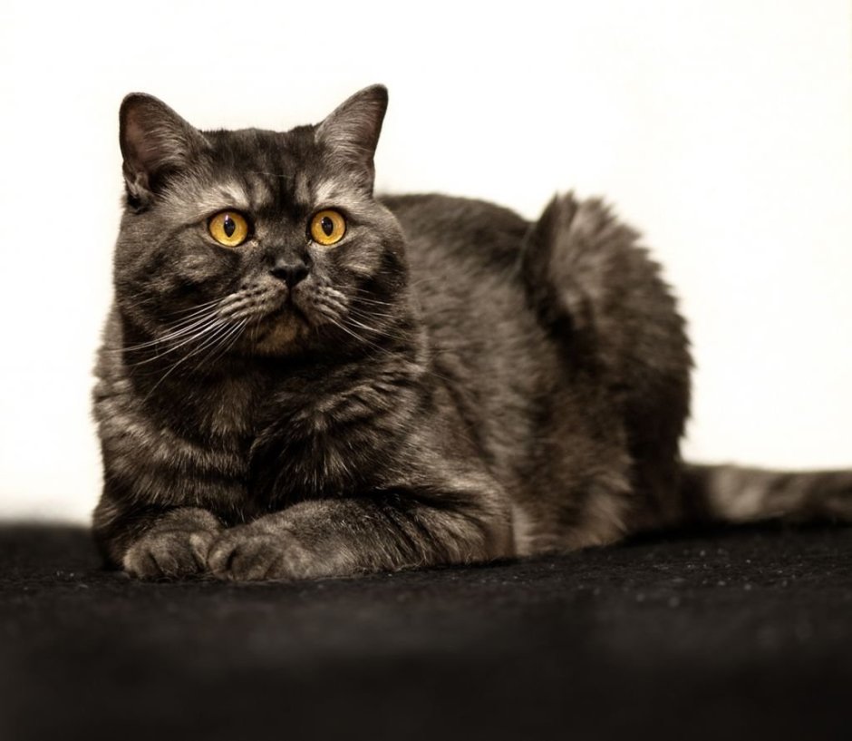 Британская короткошёрстная ЧЕРНАЯКОШКА