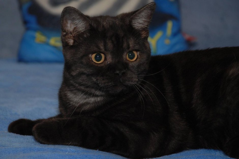 Шотландский скоттиш страйт черный