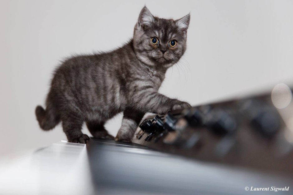 Британская короткошёрстная кошка черный дым