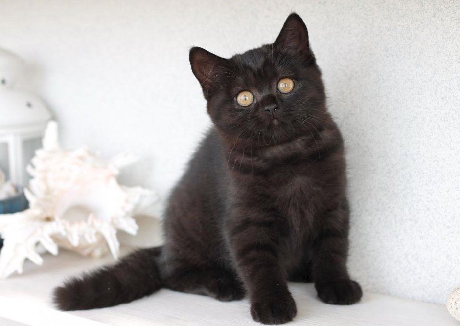 Шотландская прямоухая короткошерстная черная