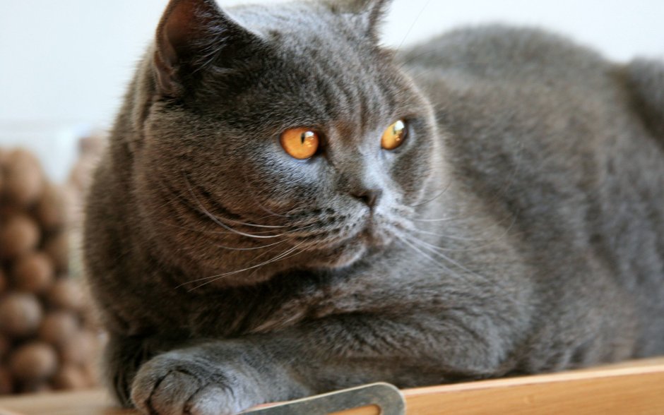 Британка кошка прямоухая Шотландская