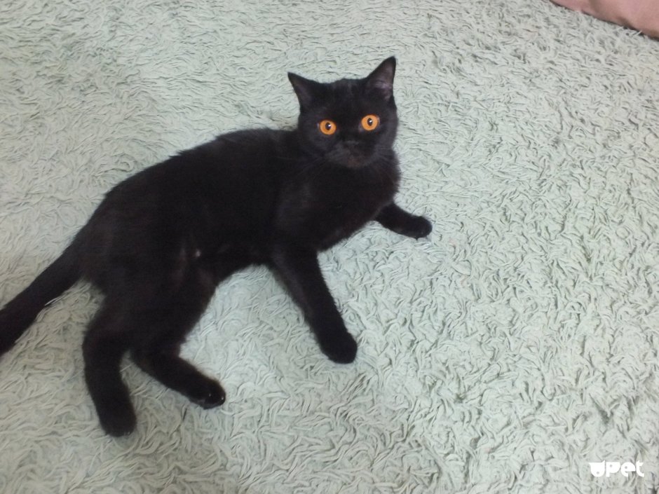 Шотландец черный прямоухий взрослый