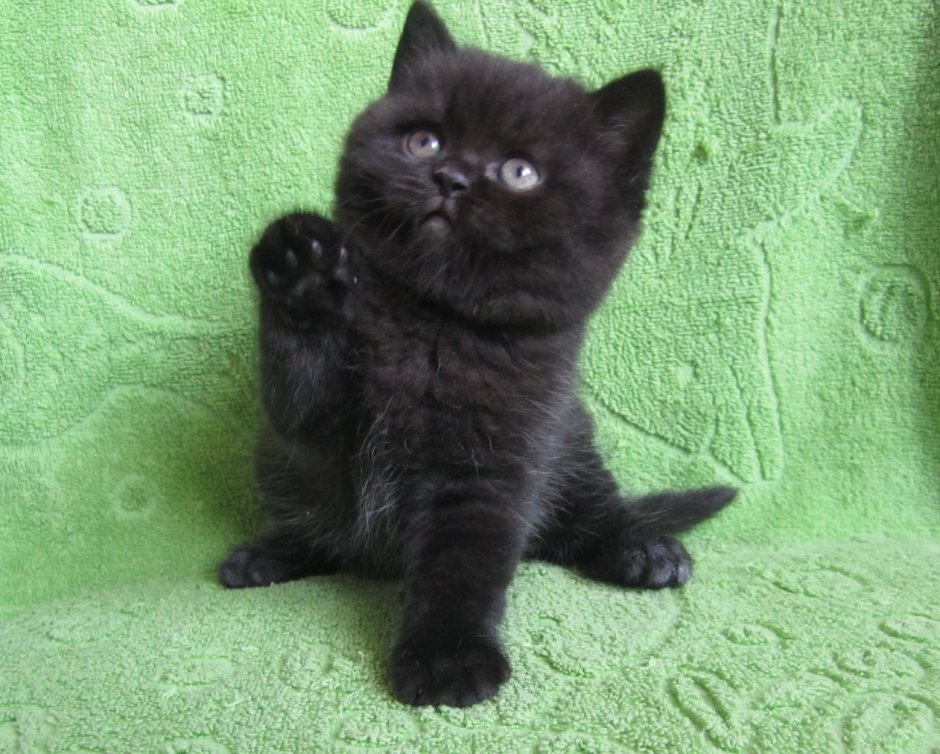 Шотландские котята прямоухие черные