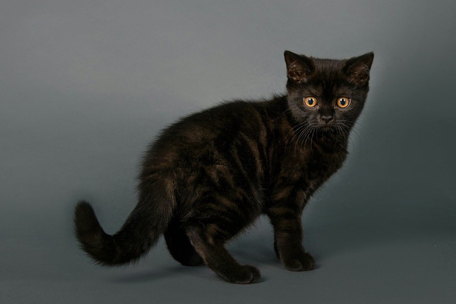 Шотландский скоттиш страйт черный