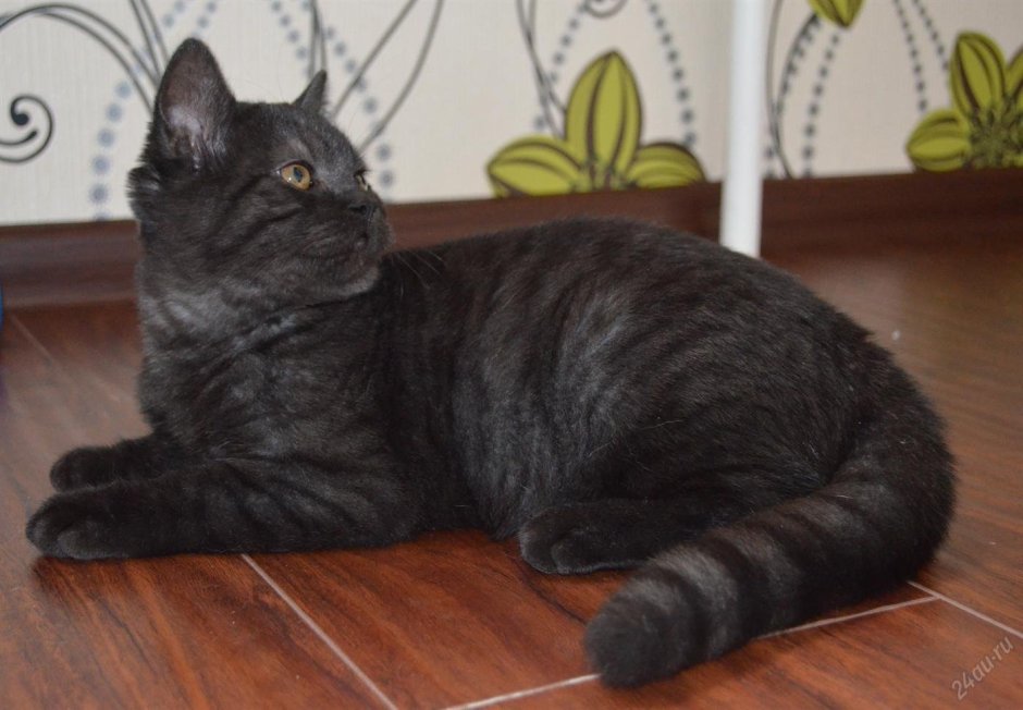 Шотландский страйт черный