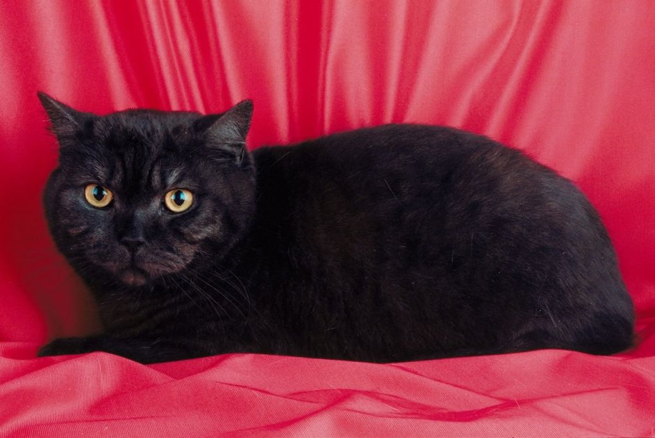 Кошка Шотландская прямоухая короткошерстная черная