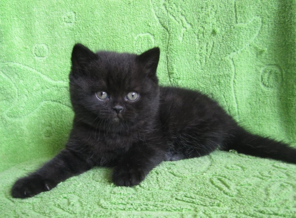 Шотландские котята прямоухие черные