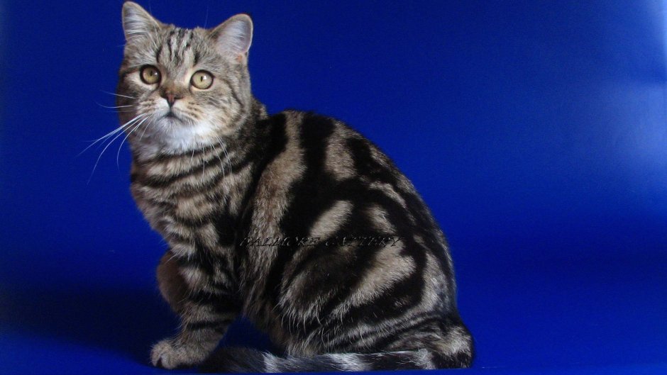 Шотландская прямоухая кошка окрас табби