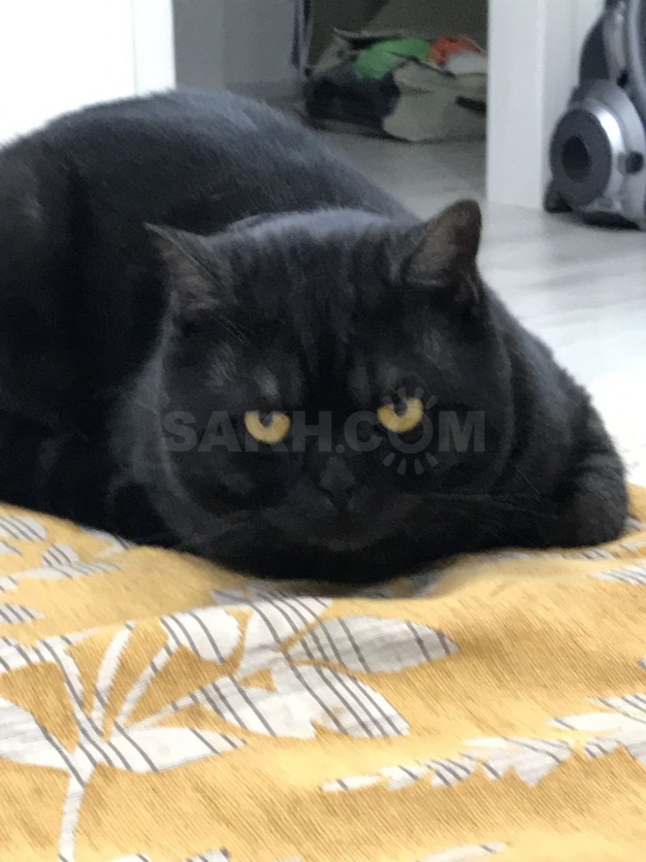 Шотландский страйт черный