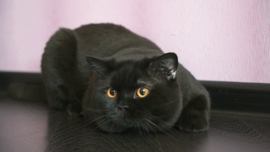Британский прямоухий кот черный