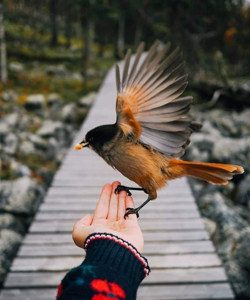 Красивая птичка в руках