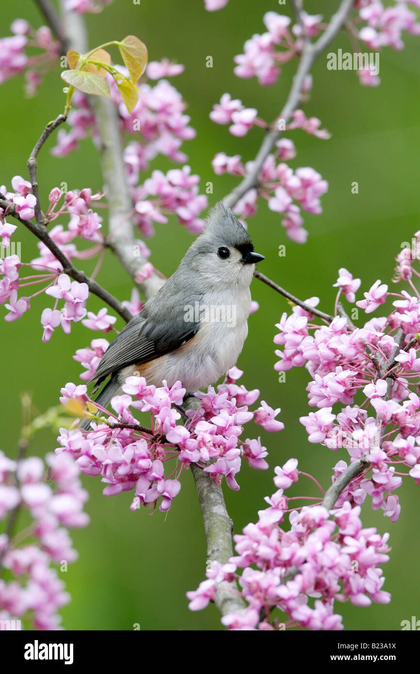 Милые попугаи корелла