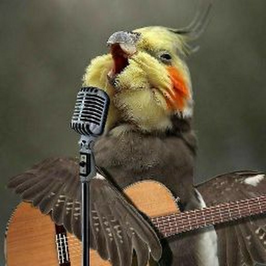 Весенние певчие птицы